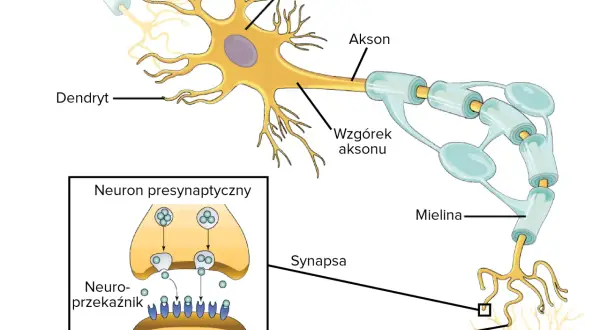 Ślimak sensoryczny: tajemniczy świat neuronów i zmysłów